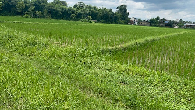 Badahara, Chitwan